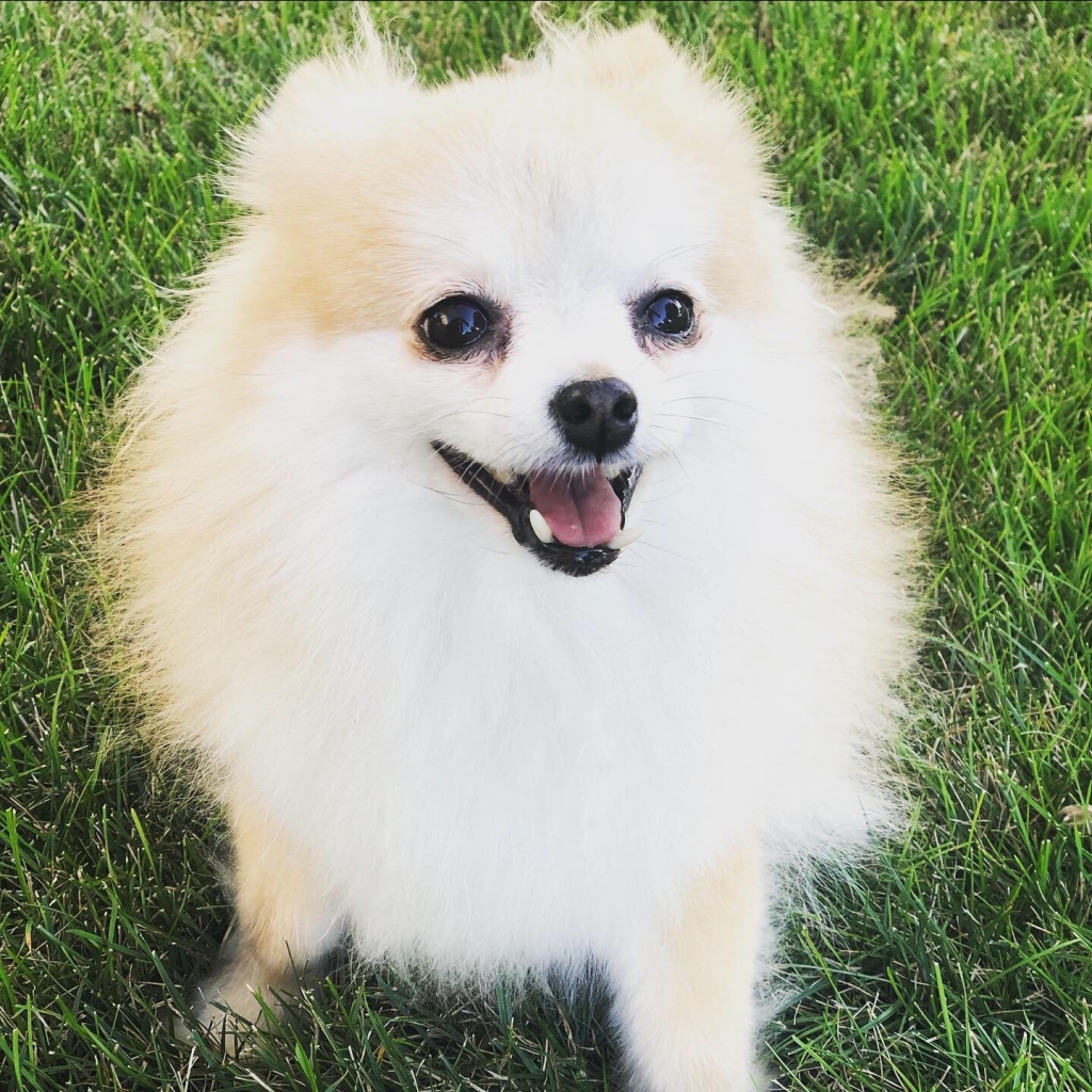 Leaps and Bounds: The One Year Anniversary of Penny the Pomeranian